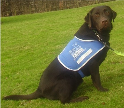 Labrador Lovers & Breeders of the finest Labrador Puppies, we live with our dogs in beautiful Herefordshire, United Kingdom.