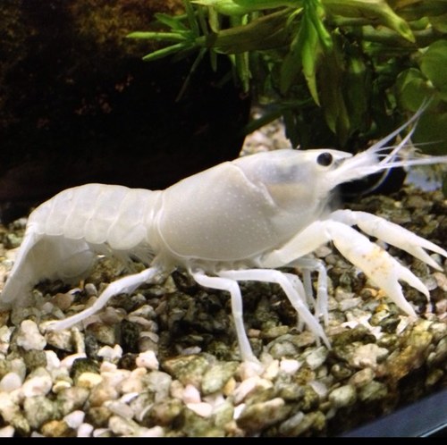 tmorikawa_01's profile picture. アメリカザリガニ