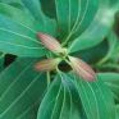 NaturalRemedi10's profile picture. 