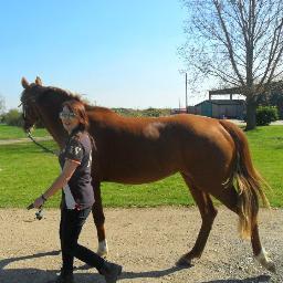 Felicity Chapman-Young BSc. Prepping 4yo Baby for our eventing debut. looking to work as a super groom and one day make it big myself.