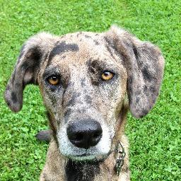 Born in a puppy mill. Rescued. Adopted. Loved.