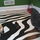 Tammy Roe - @AroundOverUnder - Twitter