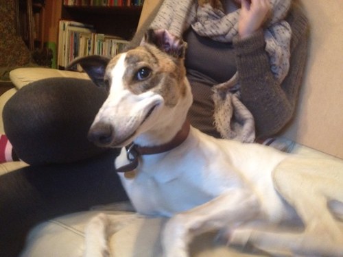 jennyschickies's profile picture. A retired nurse who enjoys organic gardening, rescuing animals including chickens & lurcher Aoife.busy Mum and Grandma