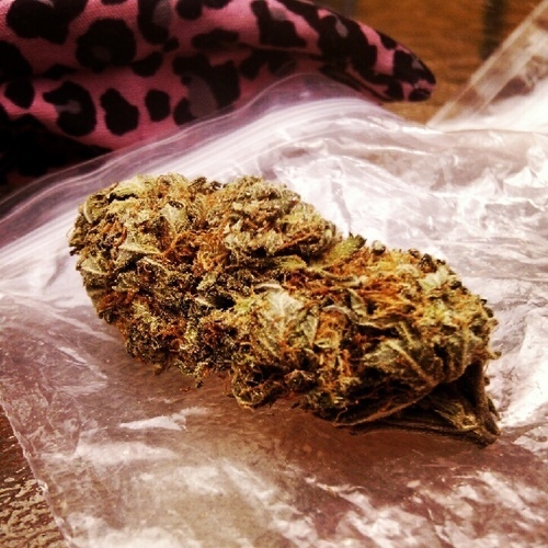 drugshugsthugs's profile picture. horny for molly and mary. assestits. sex kitten