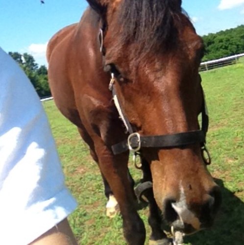 BayPrincessProb's profile picture. I like bays more. Both header and avi are me/my pictures. Made this account so i can spread my love for horses i guess❤✌Follow me! Ill follow back(: