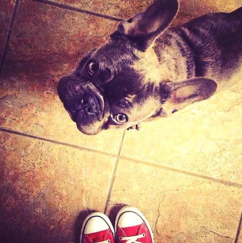 My name was Chum when i was born, well as far as I remember! I'm now called Buddy.. At least Cher chose in the end ;) Cher's first male dog! #BratLove!!!xxx (: