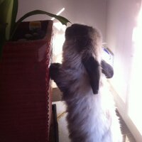 Rupert Bunny (@rupertthebunny) Twitter profile photo