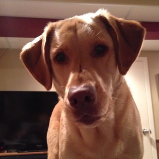 Former Coach / Handcrafted ale connoisseur/Yellow lab lover