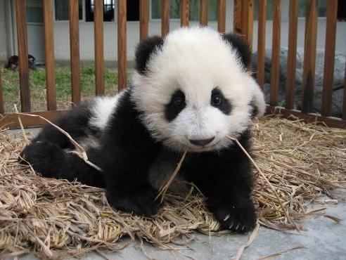 yes i am a panda...queen of panda's infact! problem?