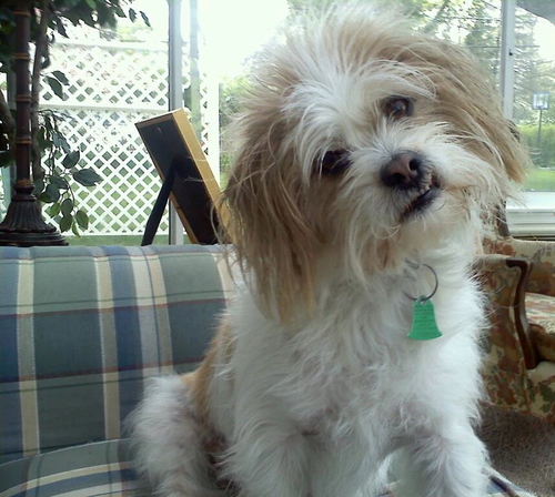 My name is Charlie and I'm a Dog so I know all about dogs.  I'm an expert on dog fences, no-bark collars, and dog training.
