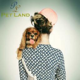 petland6's profile picture. PROXIMAMENTE venta de ropa para perros