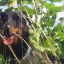 Daniel Corneau - @DanielCorneau - Twitter