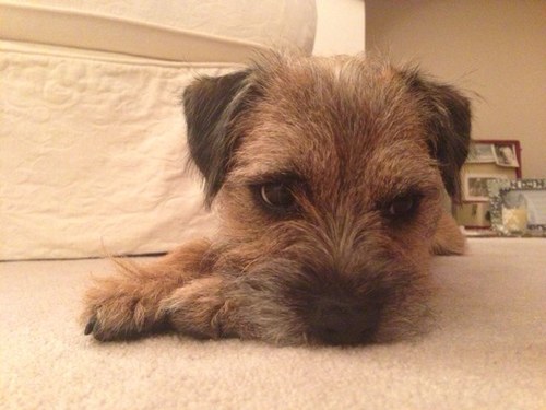 I'm a cheeky young Border Terrier who lives with my hooman ma and pa in Wimborne, Dorset. I love walkies, snoozin and cheese!