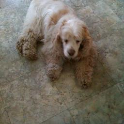 GodoggoKelly's profile picture. 