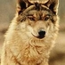 Wolftears Maxime (@wolftearsmax) Twitter profile photo