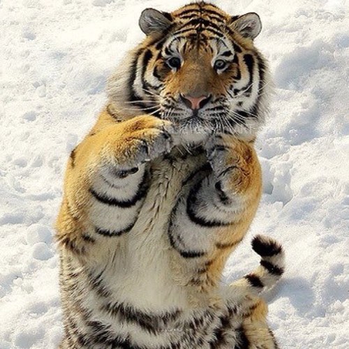 silniczek's profile picture. 