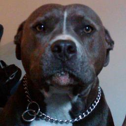 ChiefMadico's profile picture. no amount of careful planning can beat pure dumb luck