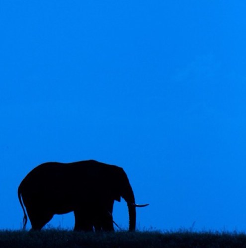 remember when hunting elephants, don't get distracted chasing the rabbits