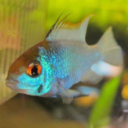 I love tropical fishes since I was young.  My passion lies in Discus, Angelfish and Rams.  Visit my FishTalk Facebook page to learn, share and interact with me.