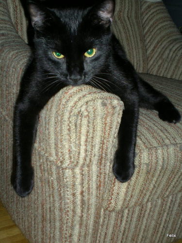 KaterFelix2013's profile picture. #cat
#Twitterleser
#animals #Cat lovers❤️