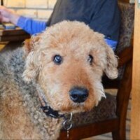 Bob (@rowdydogbob) 's Twitter Profile