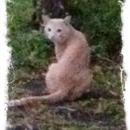 sagefxzen's profile picture. 