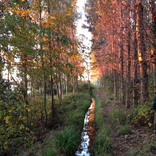 sodefor's profile picture. 