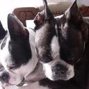 Kaye Stephens - @foxglove46 - Twitter