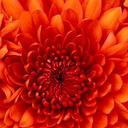 Danielle meredith - @Annaliareal - Twitter