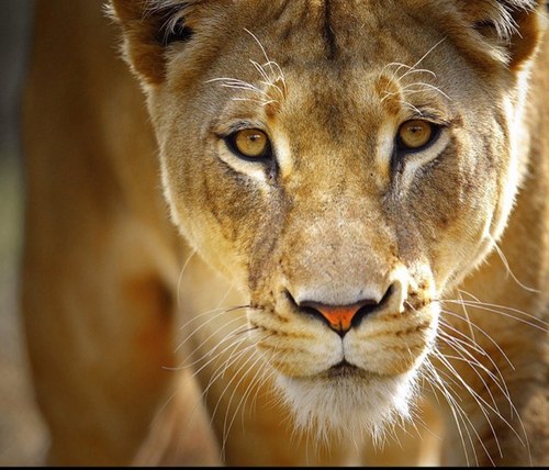 Appreciate Wildlife