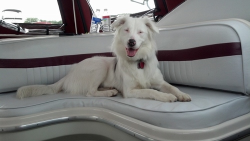 DoubleMerleMom's profile picture. Original Fine Art Photography