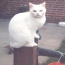 Dewitt Dixon - @DewittDixon4 - Twitter