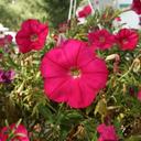 Donna Low - @lowdd - Twitter