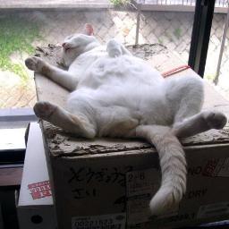 東京で板前やってます。 包丁を愛して止まないです。毎日包丁を使い、研いで磨り減って形が変わっていく快感。 これを味わいたくて、かれこれ20年近く板前やってます。 『お客様はＲＰＧのモンスター。倒せば倒すほどお金と経験をくれる。』