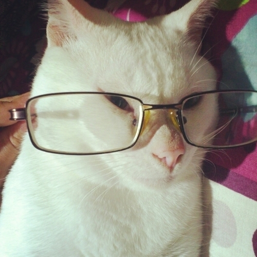 casada, vice-mãe, dona de três gatos e de um desejo de vida simples.