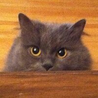 Miss Kitty(@TehRealKitty) 's Twitter Profile Photo