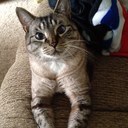 Laurie Arnold (@5cats2kids) Twitter