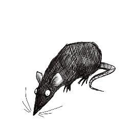 Official spokes rat of the basket, artist, illustrator, sculptor, bodger, ranter and stealer of pens.