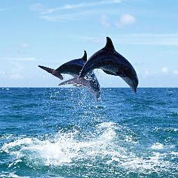 Delfineta13's profile picture. 