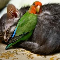 loves parents and friends