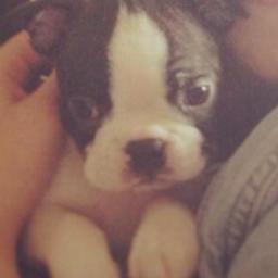Lucy Spraggan's dog. Woof.
By Jack Ben Edwards @jackbenedwards
