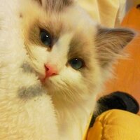はなだにゃん (@fukuneneneko) Twitter profile photo