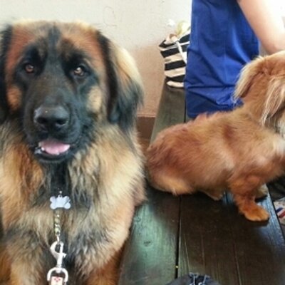 にあ 他犬トリミング中にお散歩 ジョンソンタウン レオンベルガー Leonberger Cafegreen0411 犬と入れるカフェ 超大型犬 場所 ジョンソンタウン T Co 9ewdasyeky