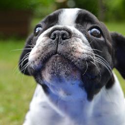 I'm 9 weeks old female french bulldog. Follow me!