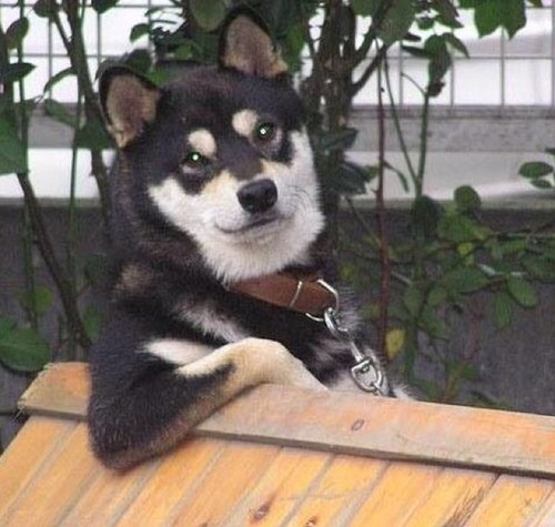 kanegonmaichan's profile picture. 