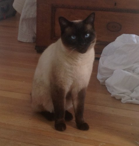 Super kitty rocks so follow me, and i'll follow u.