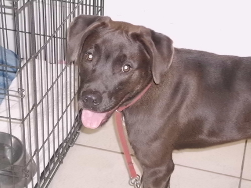 My name is Charlie Brown I am looking for a forever home at The Humane Society of Northeast Florida Inc. In Hollister Florida 386-325-1587