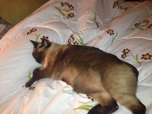 liebritac's profile picture. 