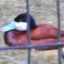 garry wild - @garry_dick - Twitter