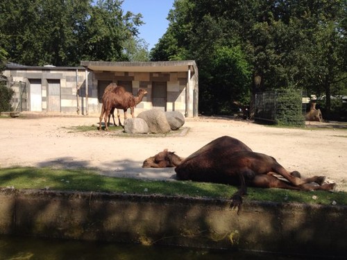 LjungberRobert's profile picture. 